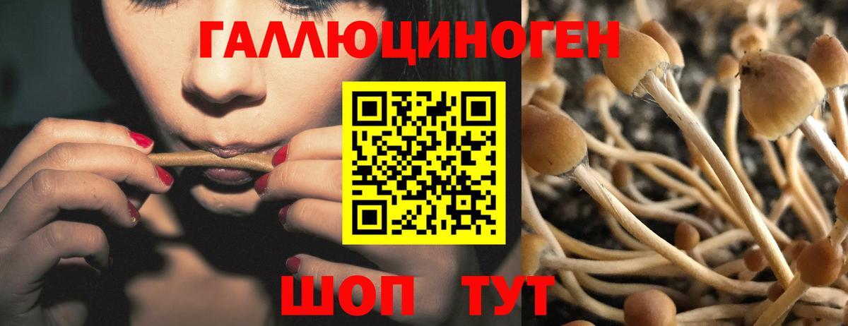 Галлюциногенные грибы Cubensis  Вход с VPN  Лесосибирск 